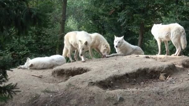 Lupul Arctic Canis Lupus Arctos Cunoscut Sub Numele Lupul Alb — Videoclip de stoc