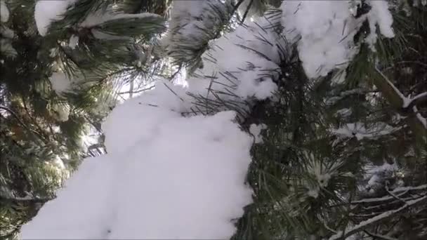 Pine gren i snö. Vinter solnedgång i skogen. — Stockvideo