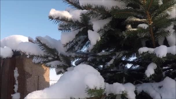 Spruce trädet med nysnö — Stockvideo