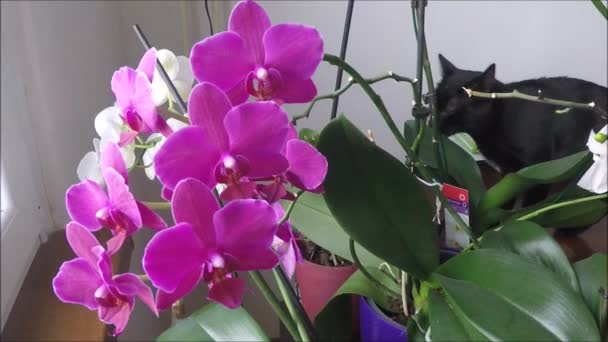 Katt med orkidéer — Stockvideo