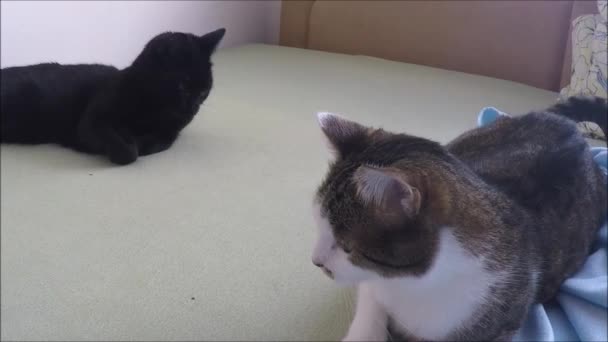 Dois gatos domésticos bonitos em uma cama — Vídeo de Stock