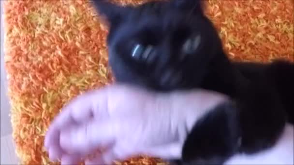 Gato está mordiendo la mano de un humano — Vídeo de stock
