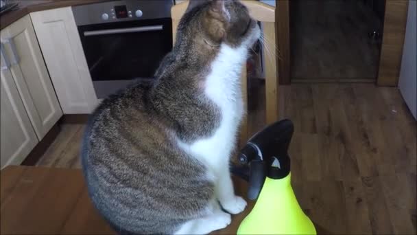 Gato sentado en una mesa con cocina — Vídeos de Stock