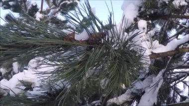 Çam ağacı dalları üzerinde kar örtüsü