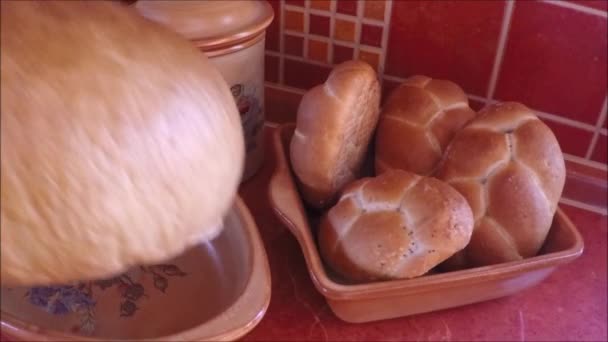 Primer plano de los productos de panadería recién horneados — Vídeos de Stock