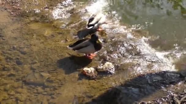 Утки в воде озера — стоковое видео