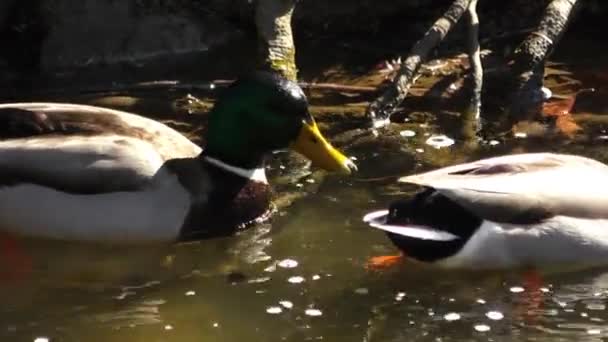 Un par de patos Mallard alimentándose con sus cabezas bajo el agua . — Vídeos de Stock