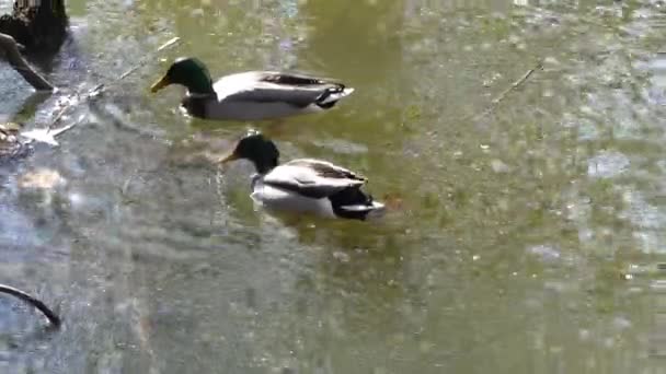 Enten im Wasser des Sees — Stockvideo