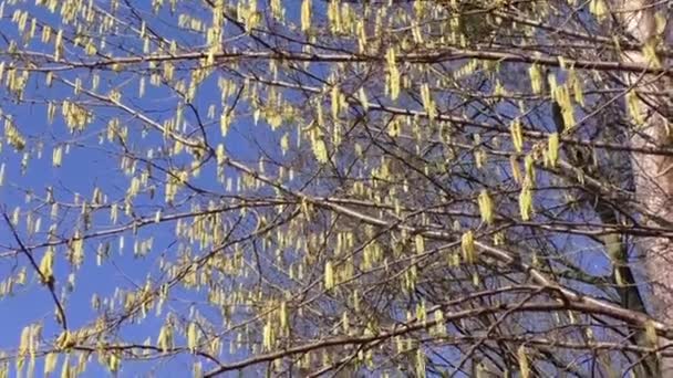 Catkins at a sunny day in early spring time — Stock Video