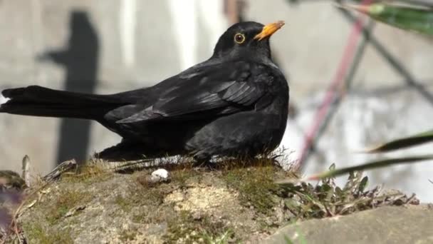 Blackbird hane uppflugen på en sten — Stockvideo