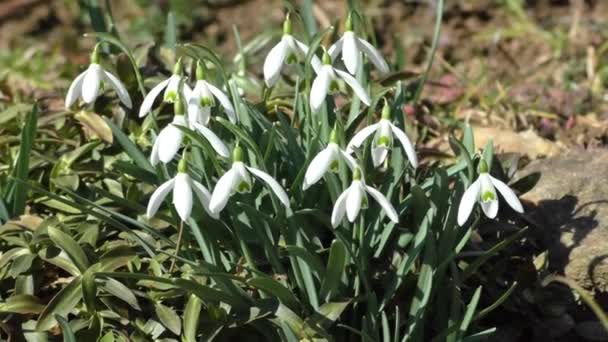 Jarní sněhové květy kvetou za slunečného dne — Stock video