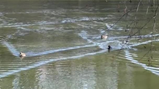 Canards dans l'eau du lac — Video