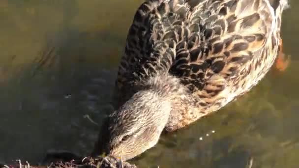 Ducks in water of lake — Stock Video