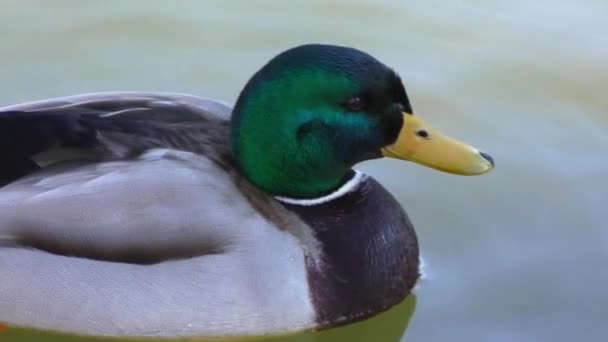 Duck in water of lake — Stock Video