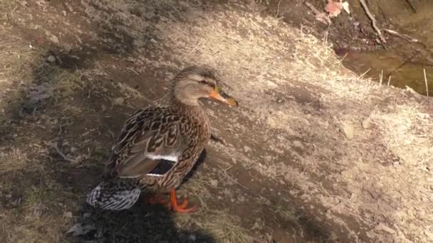 Canard colvert à la recherche de nourriture au sol — Video