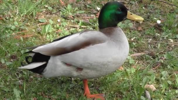 Anka stående på ett ben — Stockvideo