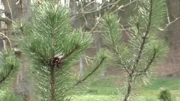 Schöner Kegel auf einem Ast eines immergrünen Baumes — Stockvideo