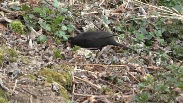 Blackbird letar mat i en trädgård — Stockvideo