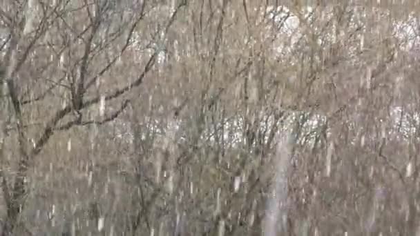 Schnee auf den ersten Frühlingsknospen — Stockvideo