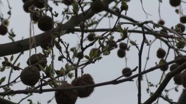 乾燥の丸い種子カプセルで枝 — ストック動画