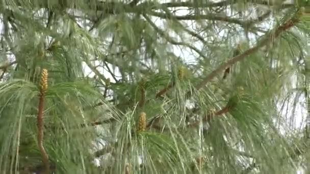 Vista detalhada das agulhas de um pinheiro escocês — Vídeo de Stock