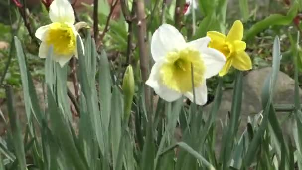 Daffodil Narcissus yellow flower in bloom in spring — Stock Video