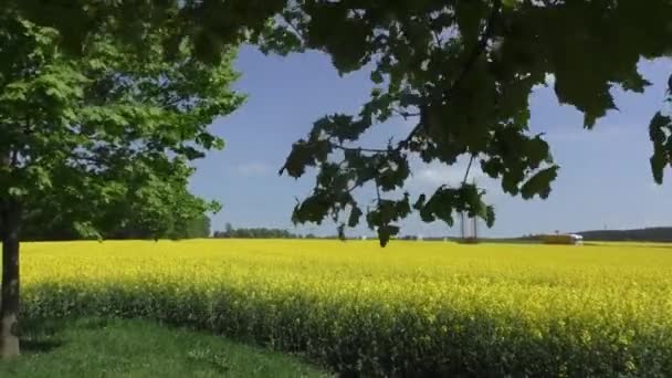 Gele koolzaad veld onder de blauwe hemel met zon — Stockvideo