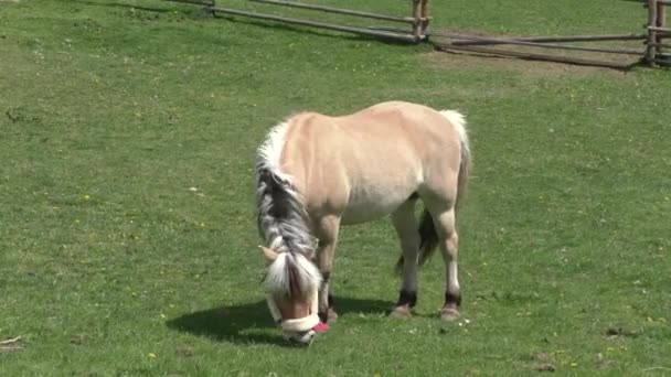 Коні пасуться в пасовищі в тепле полудневе сонце — стокове відео