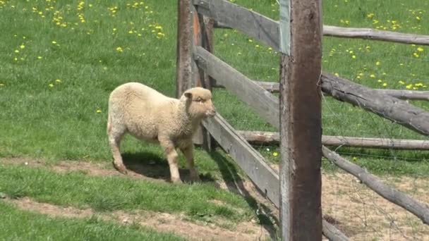 Ovejas detrás de la cerca en la granja — Vídeos de Stock