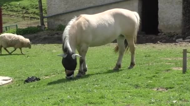 Koně pasoucí se v pastviny v teplé odpolední slunce — Stock video