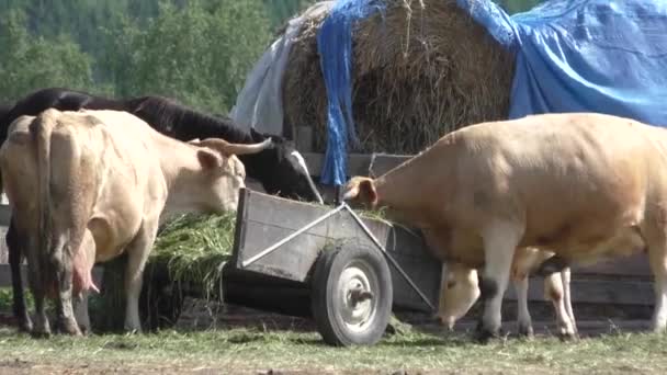 Три корови і кінь їдять траву — стокове відео