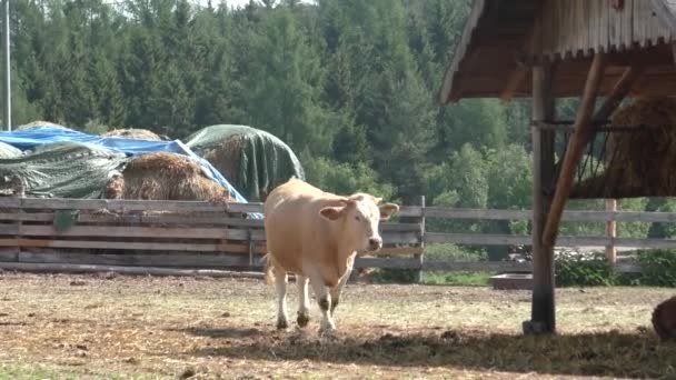 Un grupo de vacas que descansan en una granja de ganado — Vídeo de stock