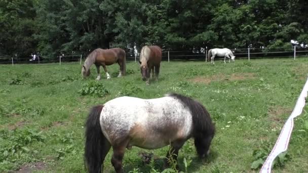 Herd of horses in green pasture — Stock Video