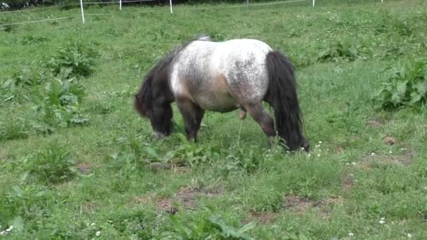 Horse in meadow — Stock Video