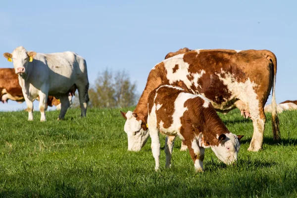 Brown and white dairy cows, calwes and bulls in pasture — Stock Photo, Image