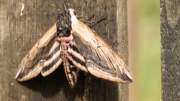 Papillon de nuit sur fond de bois gros plan — Video