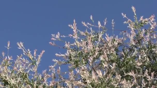 Flores de primavera contra o céu azul — Vídeo de Stock