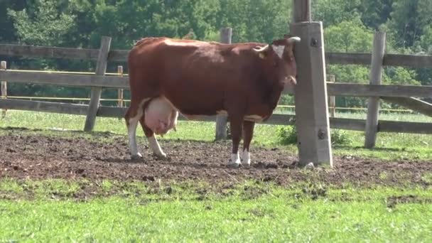 Vaca en corral en rancho de ganado — Vídeos de Stock