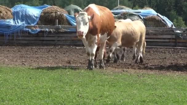 Vacas em curral no rancho de gado — Vídeo de Stock