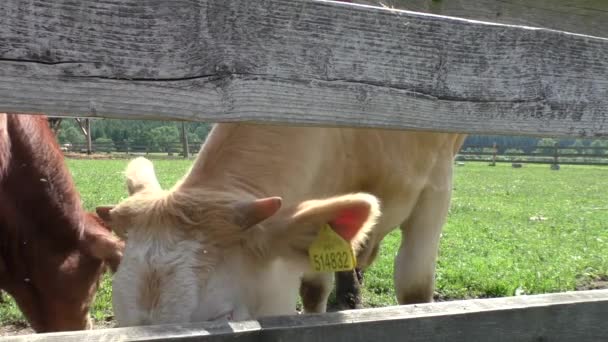 Vacas en corral en rancho de ganado — Vídeo de stock