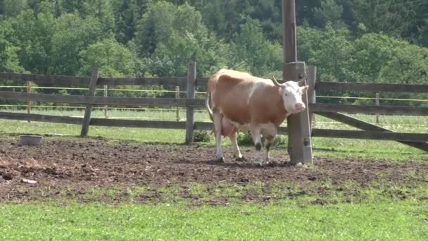 Vacas en corral en rancho de ganado — Vídeos de Stock