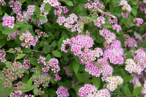 Japonská spirea růžové barvy, keř s květinami — Stock fotografie