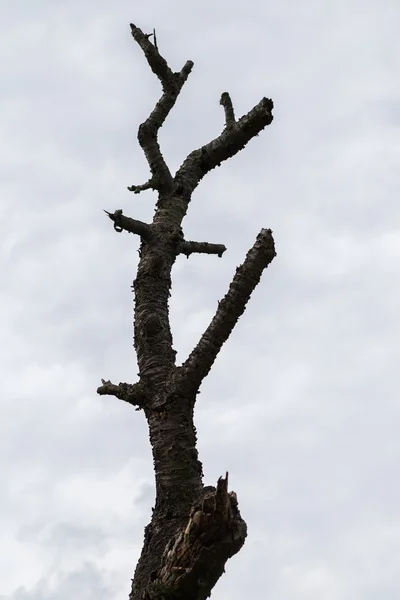 Árbol seco ramificado bajo el cielo azul —  Fotos de Stock