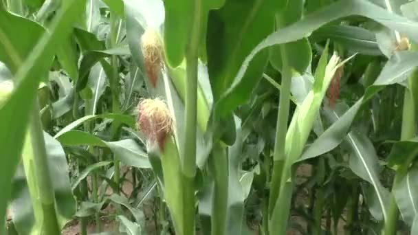 Detail of corn plants on the agriculture field — Stock Video