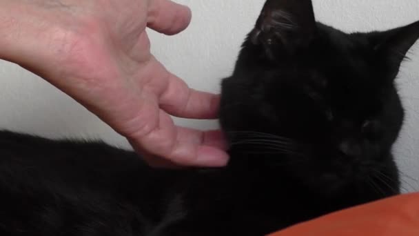 Mulher mão acariciando gato preto — Vídeo de Stock