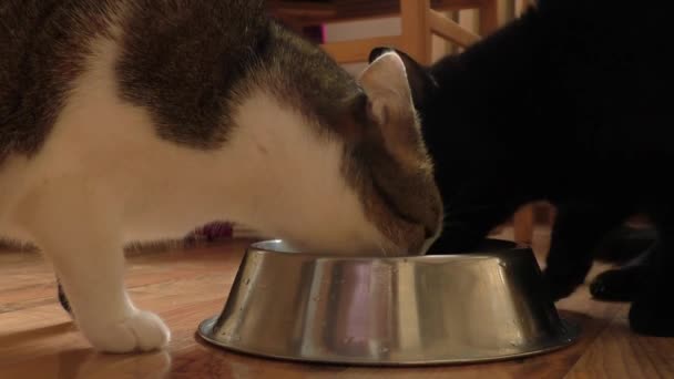 Dos gatos están comiendo de un tazón — Vídeo de stock