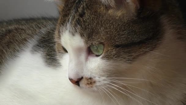 Katze mit großen Augen Porträt — Stockvideo