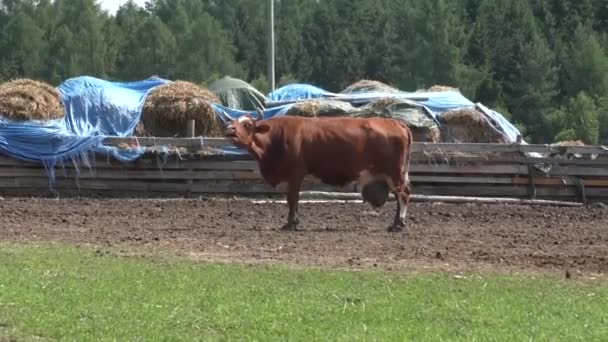 Braune Kuh auf der Weide — Stockvideo