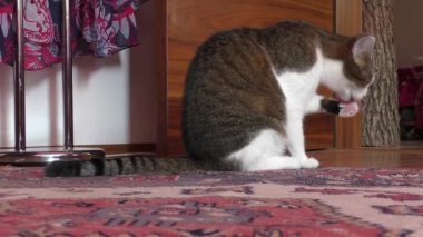 Kedi onun pençeleri yalıyor