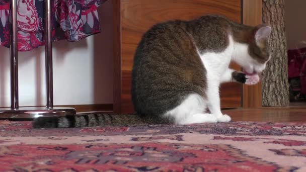 Kedi onun pençeleri yalıyor — Stok video